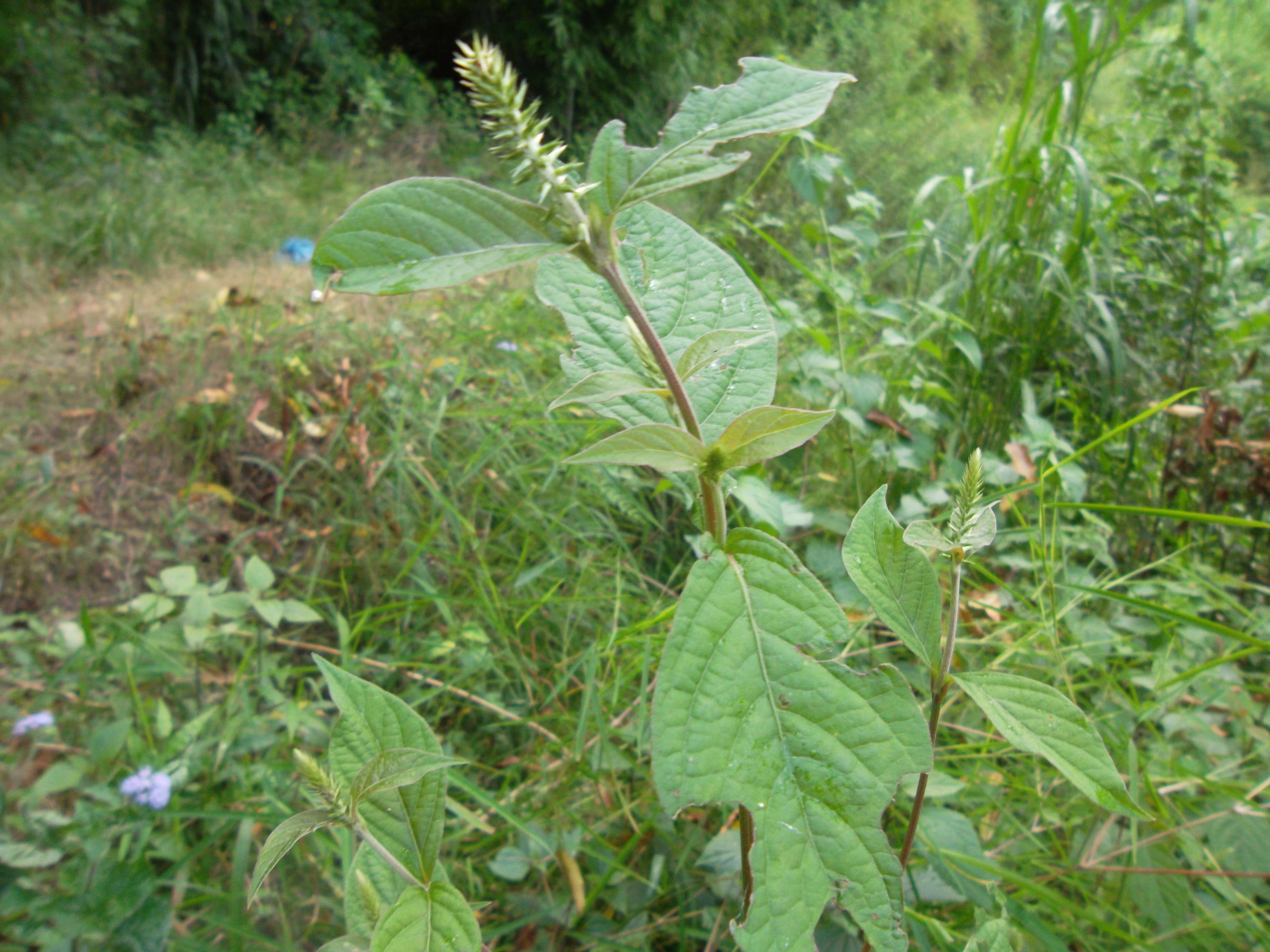 Image of Chaff-flower