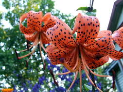 Image of Tiger lily