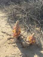 Image of Desert hyacinth