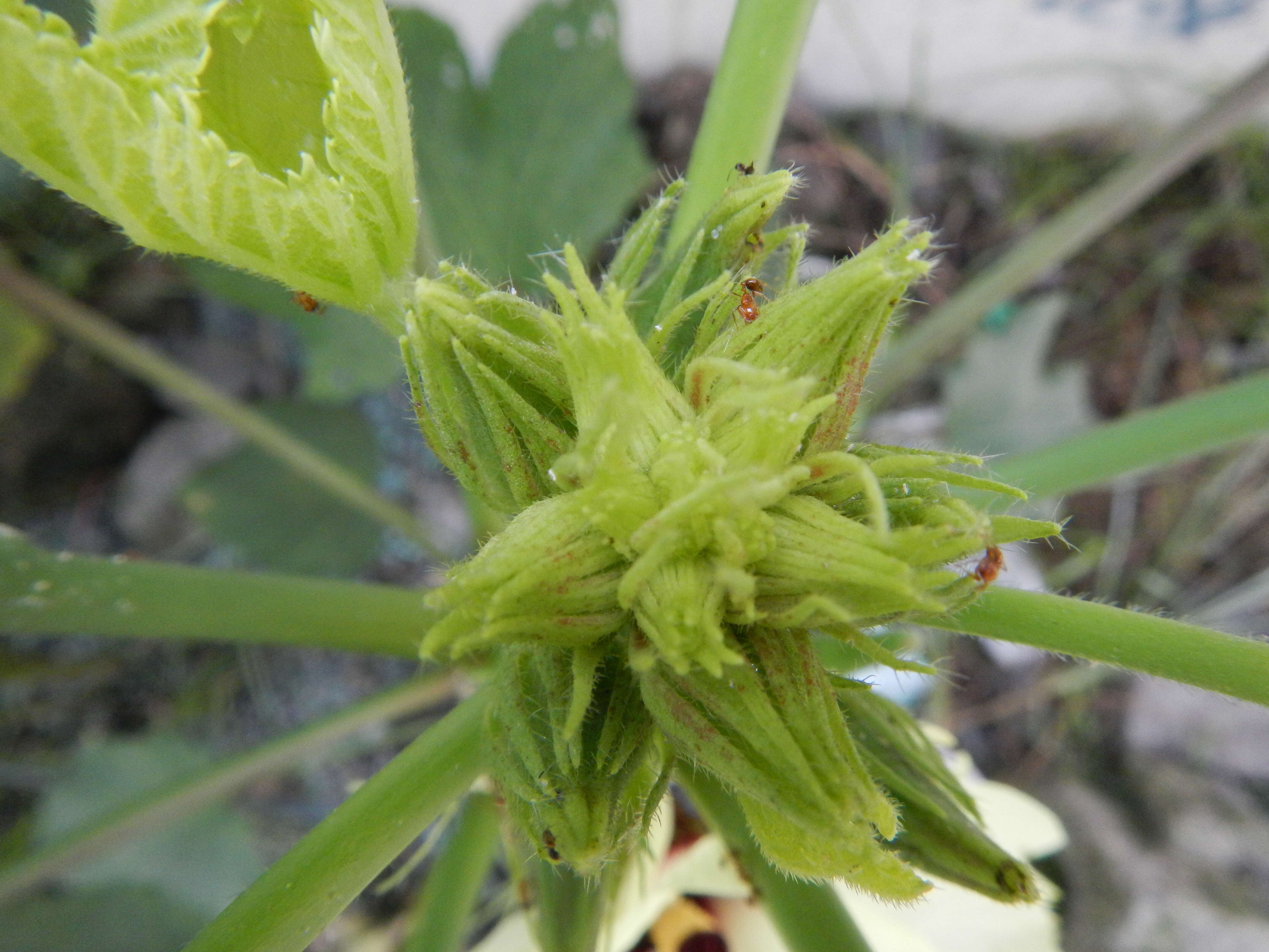 Image of okra