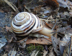 Image of Caucasotachea vindobonensis (C. Pfeiffer 1828)