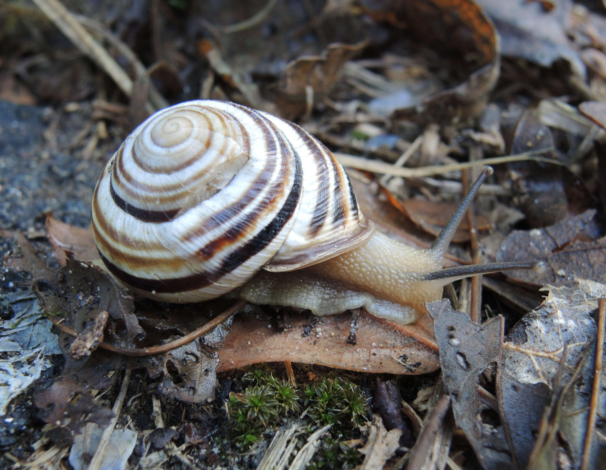 Image of Caucasotachea vindobonensis (C. Pfeiffer 1828)