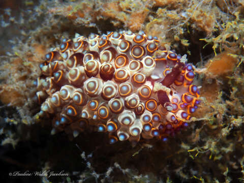 Image of Janolus flavoanulatus Pola & Gosliner 2019