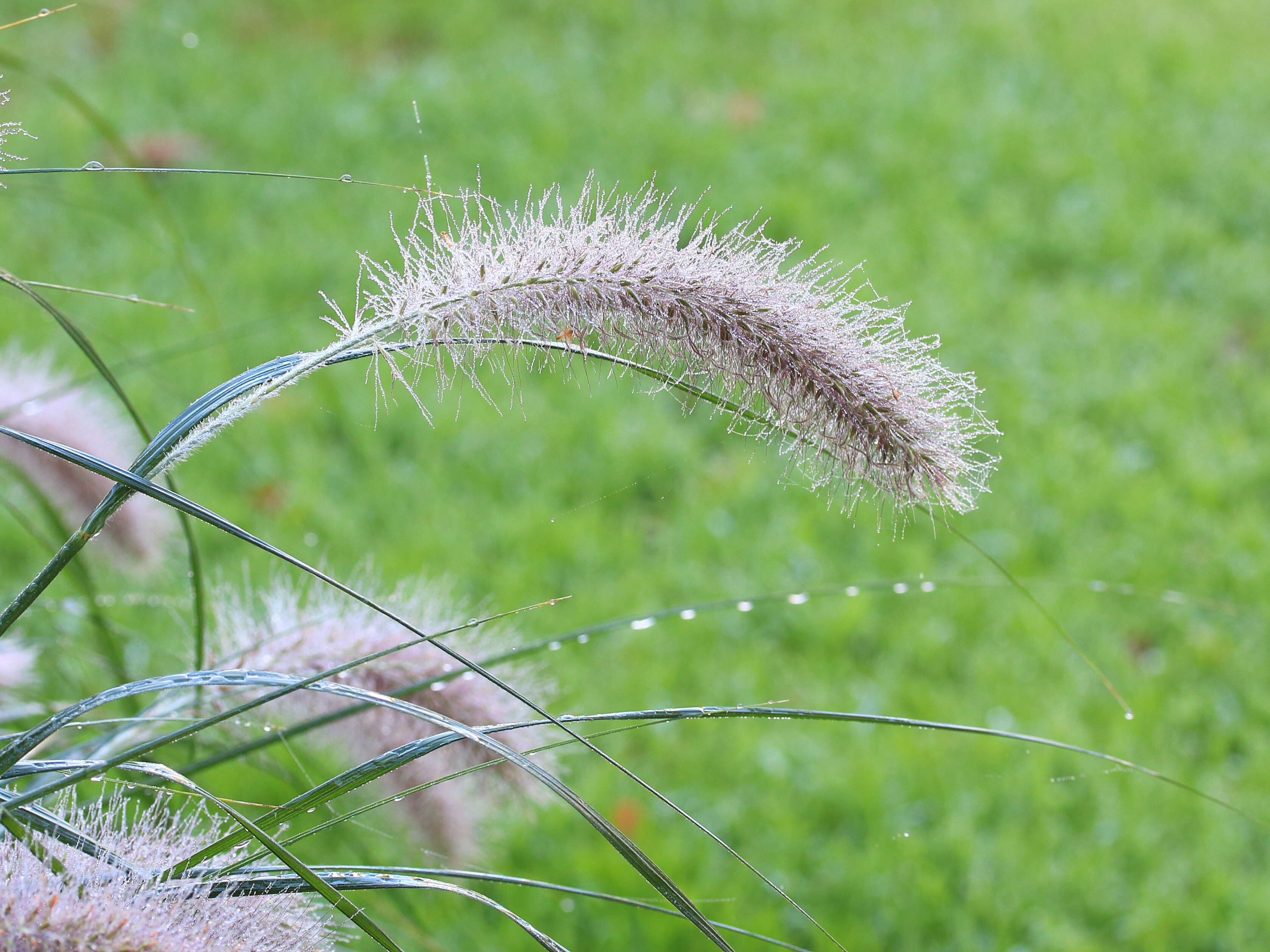 Imagem de Pennisetum alopecuroides