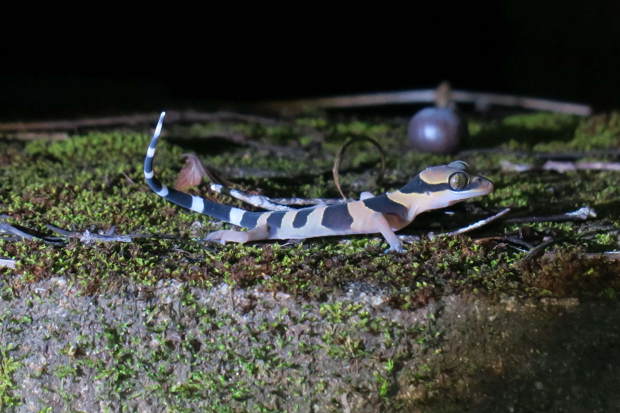 Слика од Cyrtodactylus australotitiwangsaensis Grismer, Wood Jr, Quah, Anuar, Muin, Sumontha, Ahmad, Bauer, Wangkulangkul, Grismer & Pauwels 2012