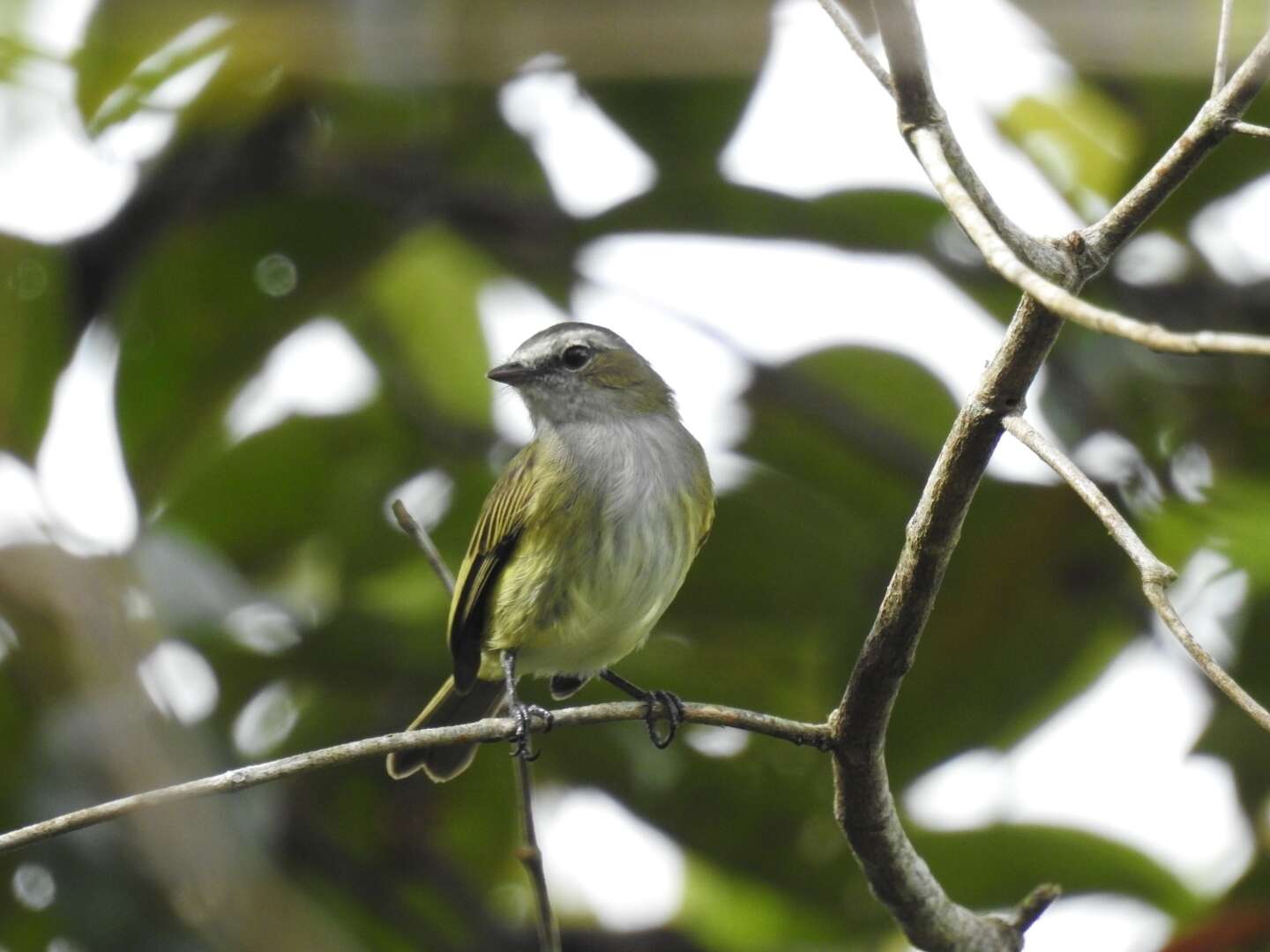 Image of Guatemalan Tyrannulet