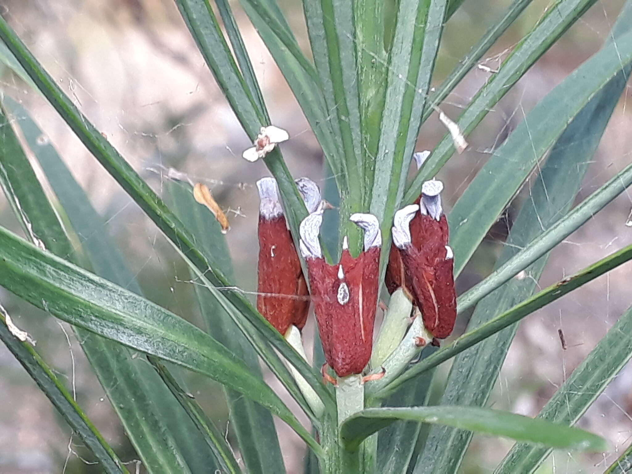 Image of Emu Berry