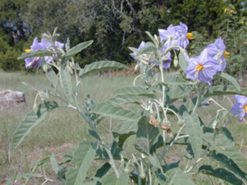 Imagem de Solanum elaeagnifolium Cav.