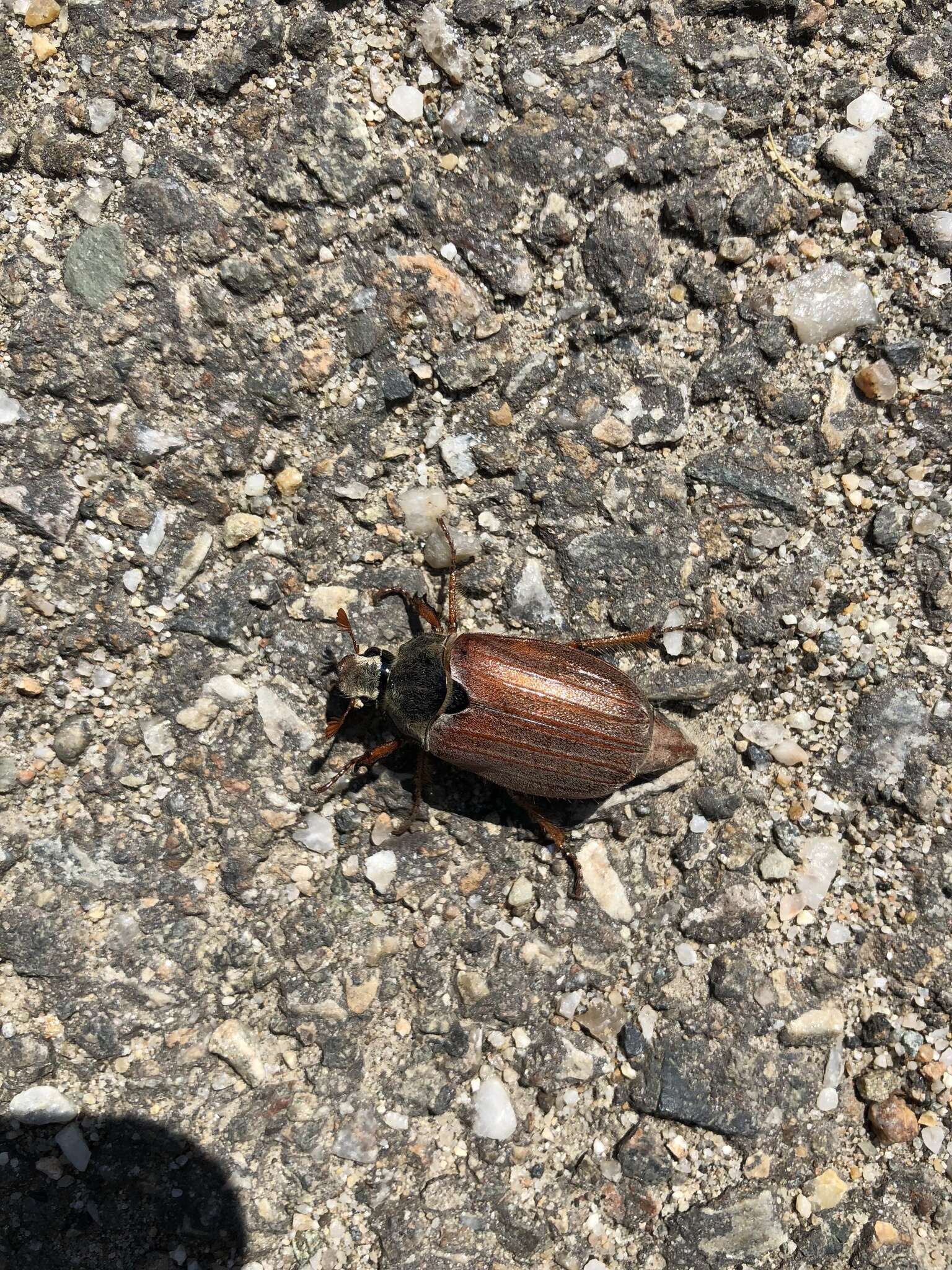 Image of Common cockchafer