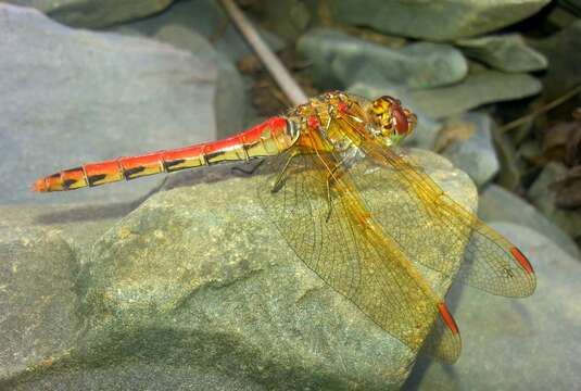 Image of <i>Sympetrum striolatum imitoides</i> Bartenef 1919