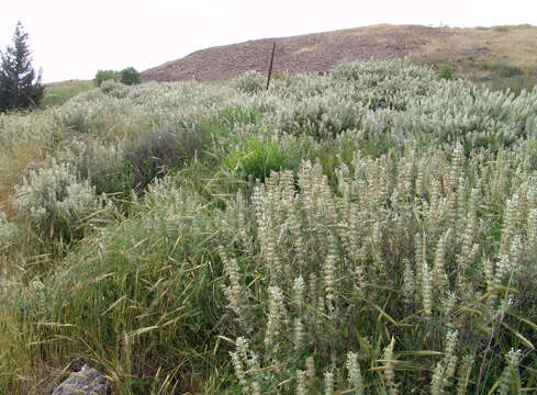 Sivun Salvia dominica L. kuva