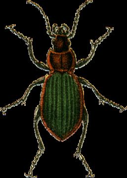 Image of Ground Beetle