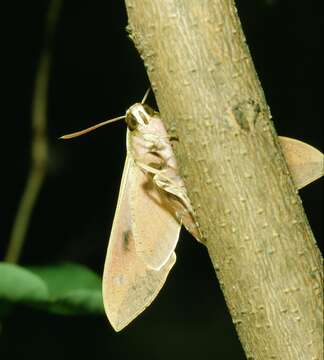 Image of Spurge Hawk Moth