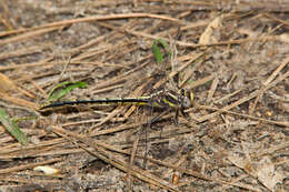 Image of Phanogomphus oklahomensis (Pritchard 1935)