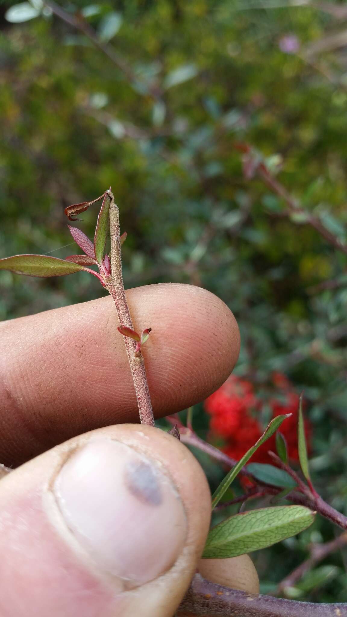 Image de Pyracantha fortuneana (Maxim.) H. L. Li