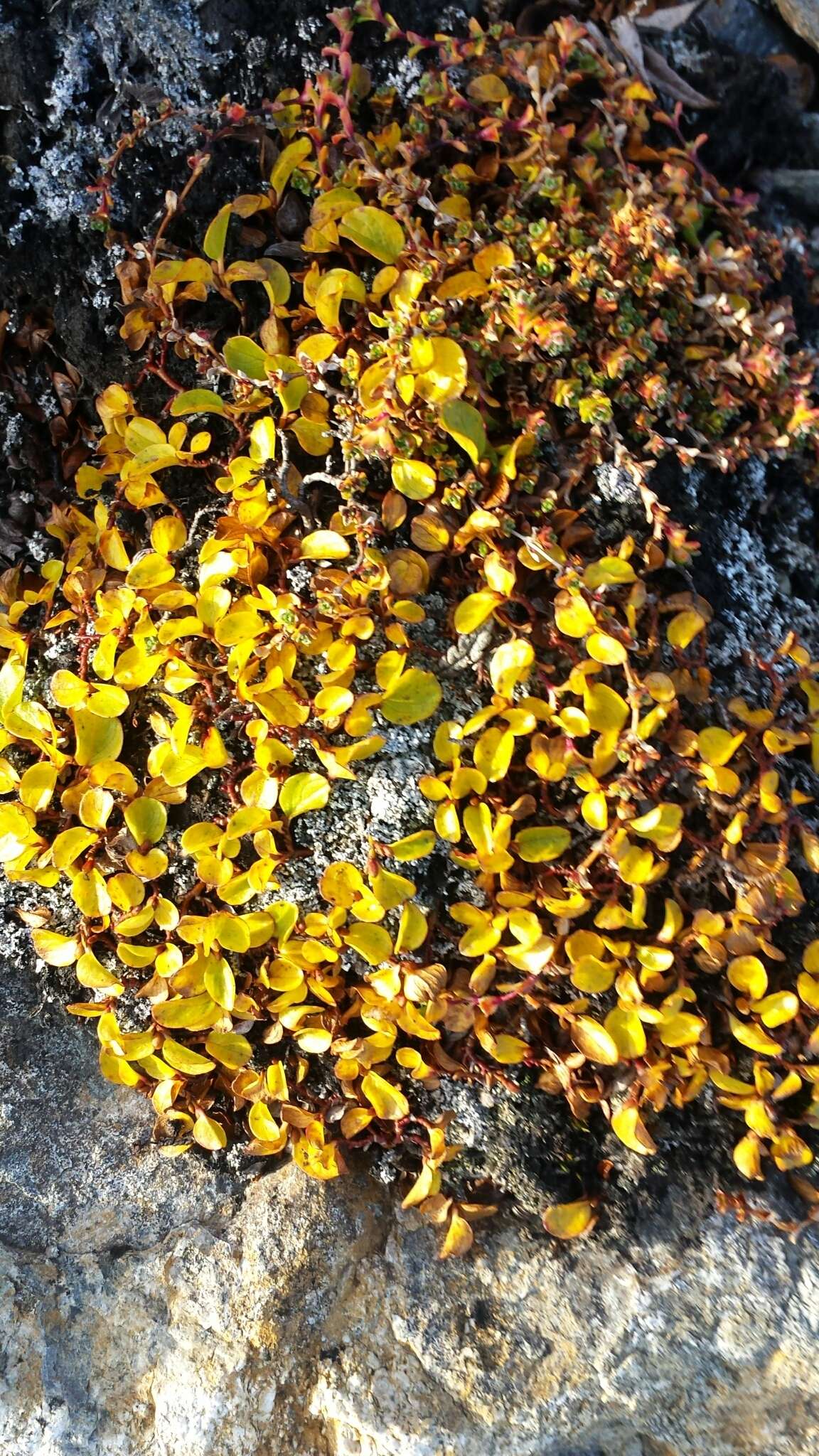 Слика од Salix polaris Wahlenb.