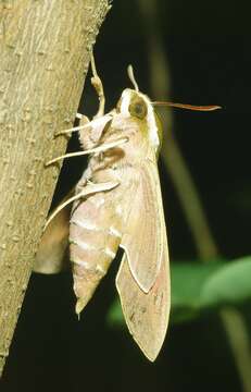 Image of Spurge Hawk Moth