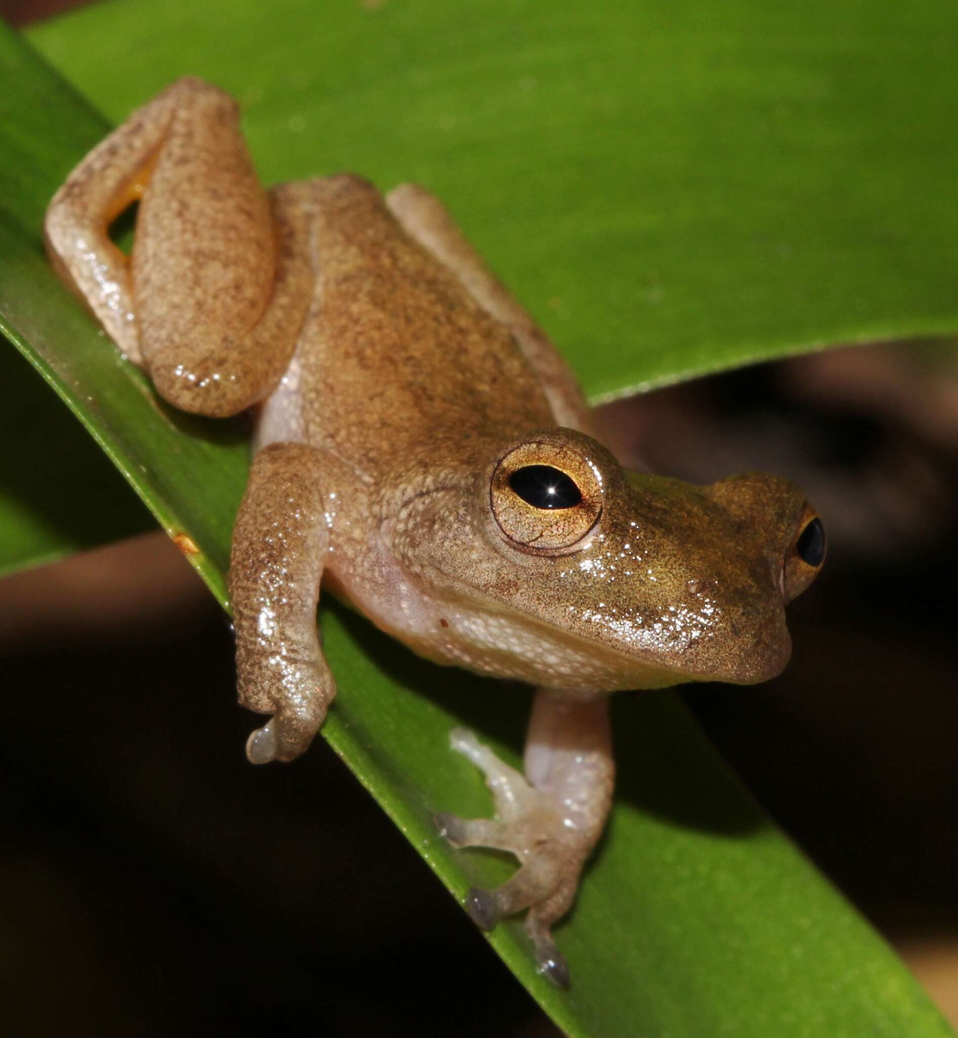 Image of Bromeliohyla Faivovich, Haddad, Garcia, Frost, Campbell & Wheeler 2005