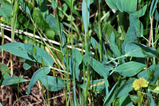 صورة Lomatium nudicaule (Pursh) Coult. & Rose