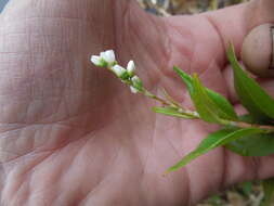 Image of Dotted Smartweed