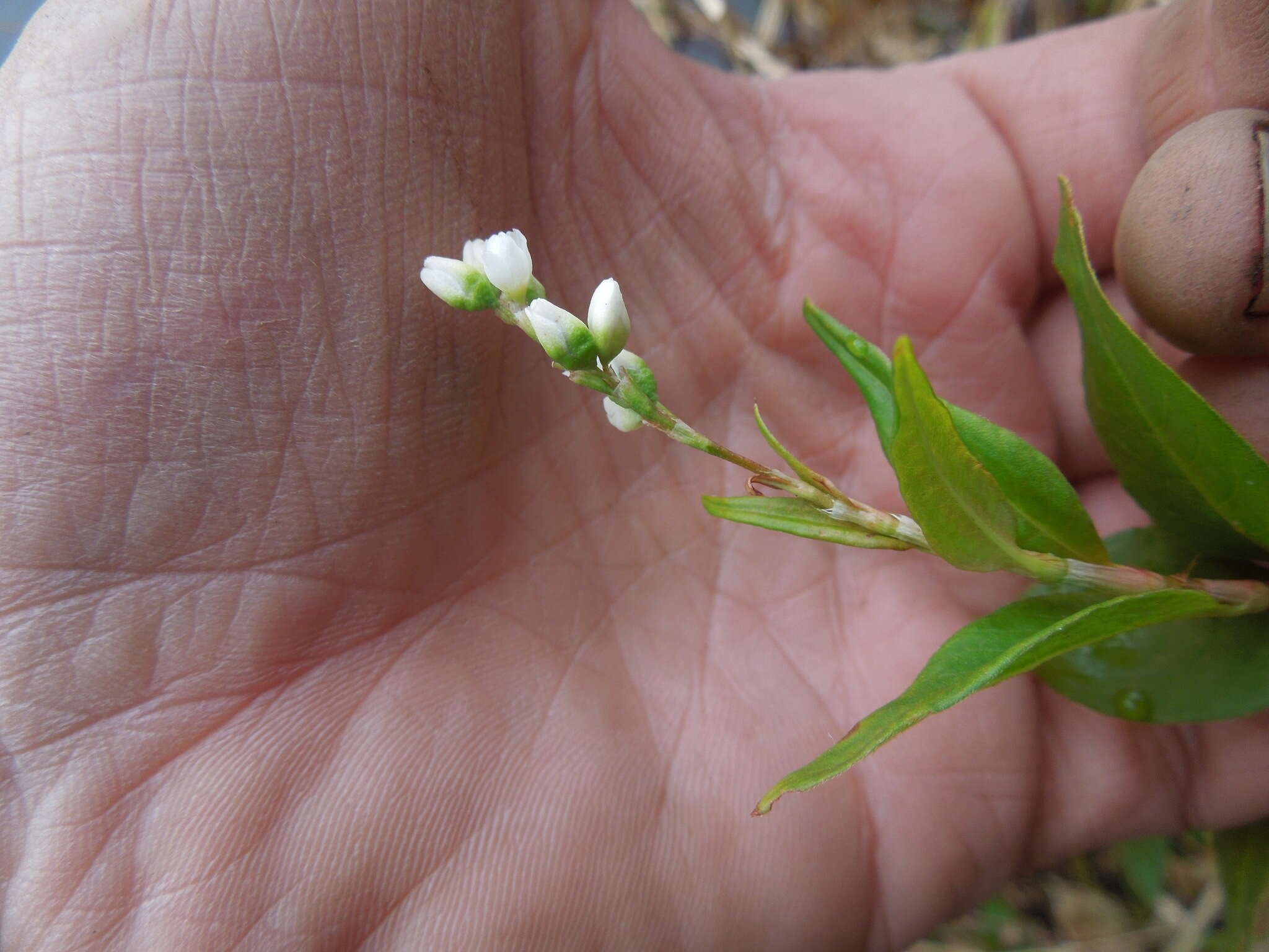 Image of Dotted Smartweed