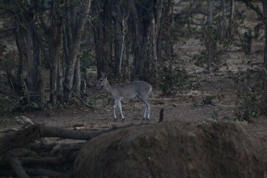 Image of Abundant Duiker