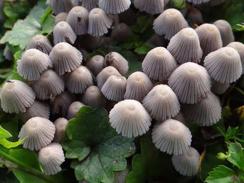 Image of Coprinellus disseminatus (Pers.) J. E. Lange 1938