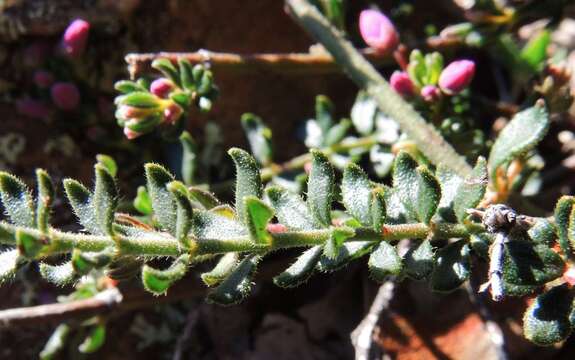 Image of Tetratheca bauerifolia F. Müll.