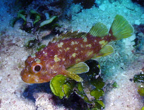 Image of Coral scorpionfish