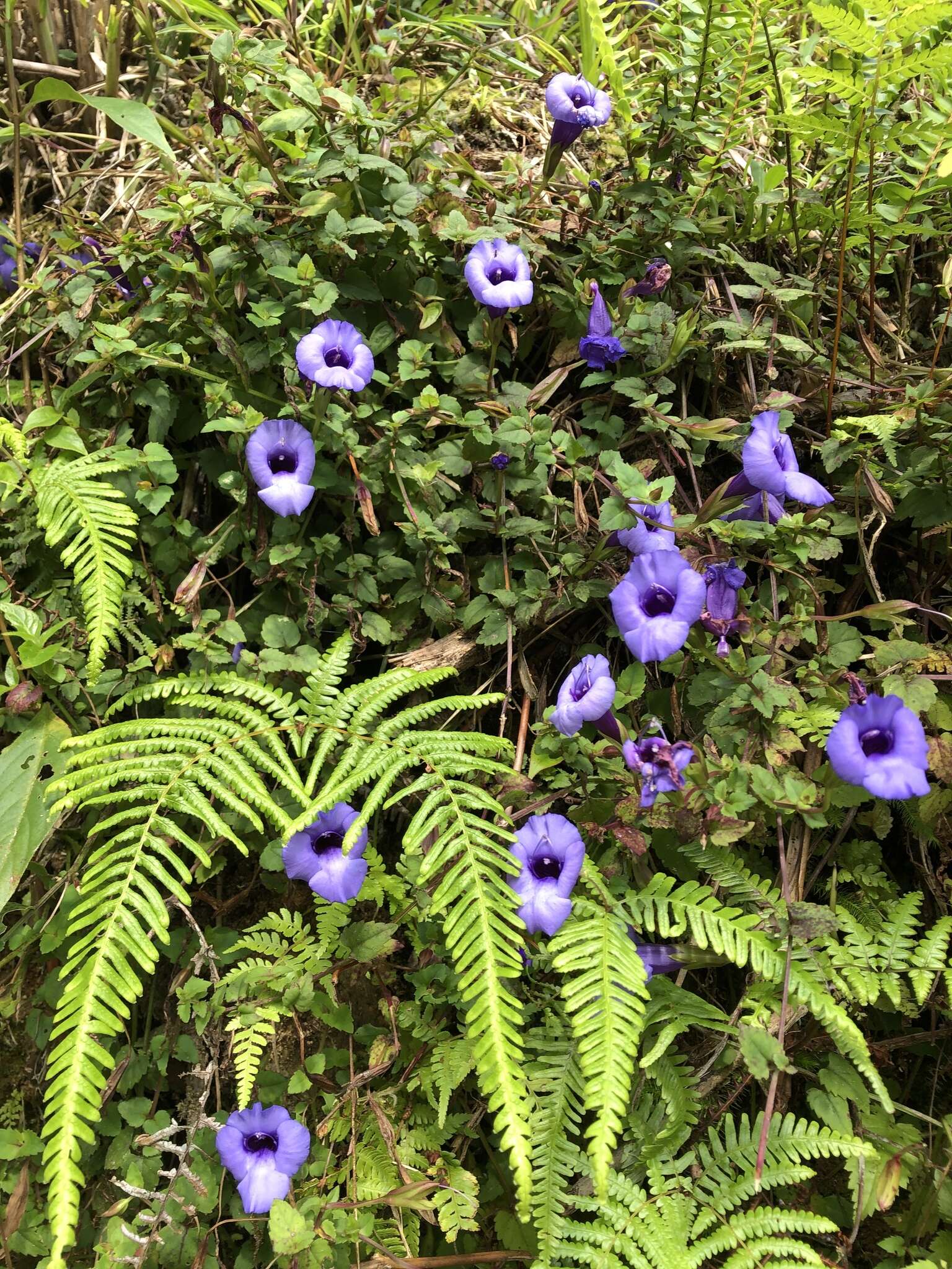 Image of Spotless Violet Torenia