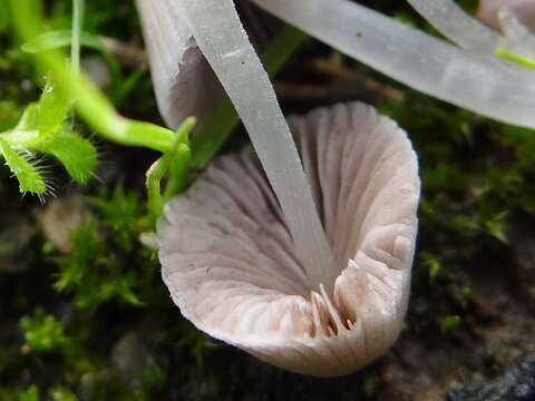 Image of Trooping Inkcaps