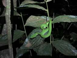 Image of Trimeresurus rubeus (Malhotra, Thorpe, Mrinalini & Stuart 2011)