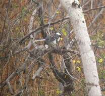 Image of White-tailed Jay