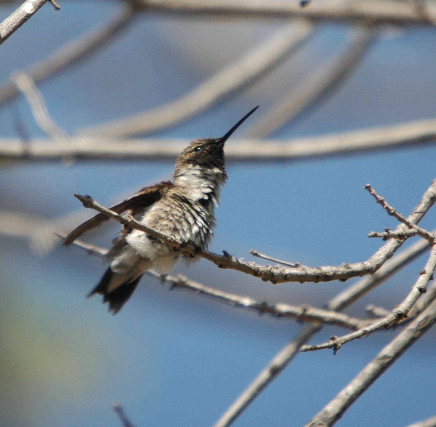 Image of Black-chinned Hummingbird