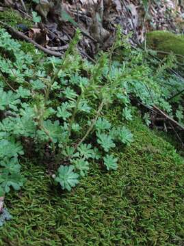 Image of cliff stonecrop