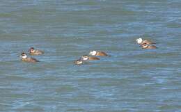 Image of White-headed Duck