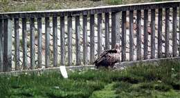 Image of Himalayan Griffon