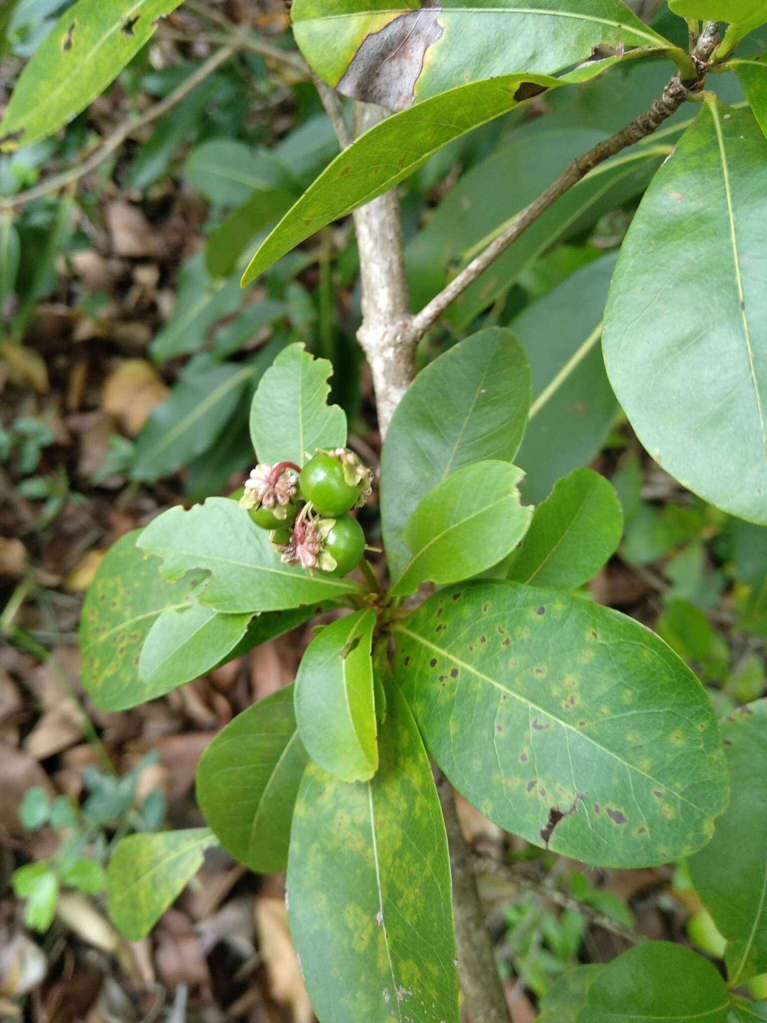 Imagem de Byrsonima gardneriana A. Juss.