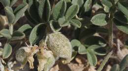 Image of gravel milkvetch