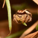 Image of Habronattus cognatus (Peckham & Peckham 1901)