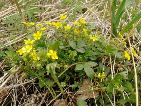 Imagem de Potentilla fragarioides L.