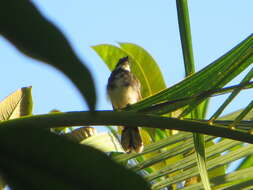 Image of Rhipidura javanica javanica (Sparrman 1788)