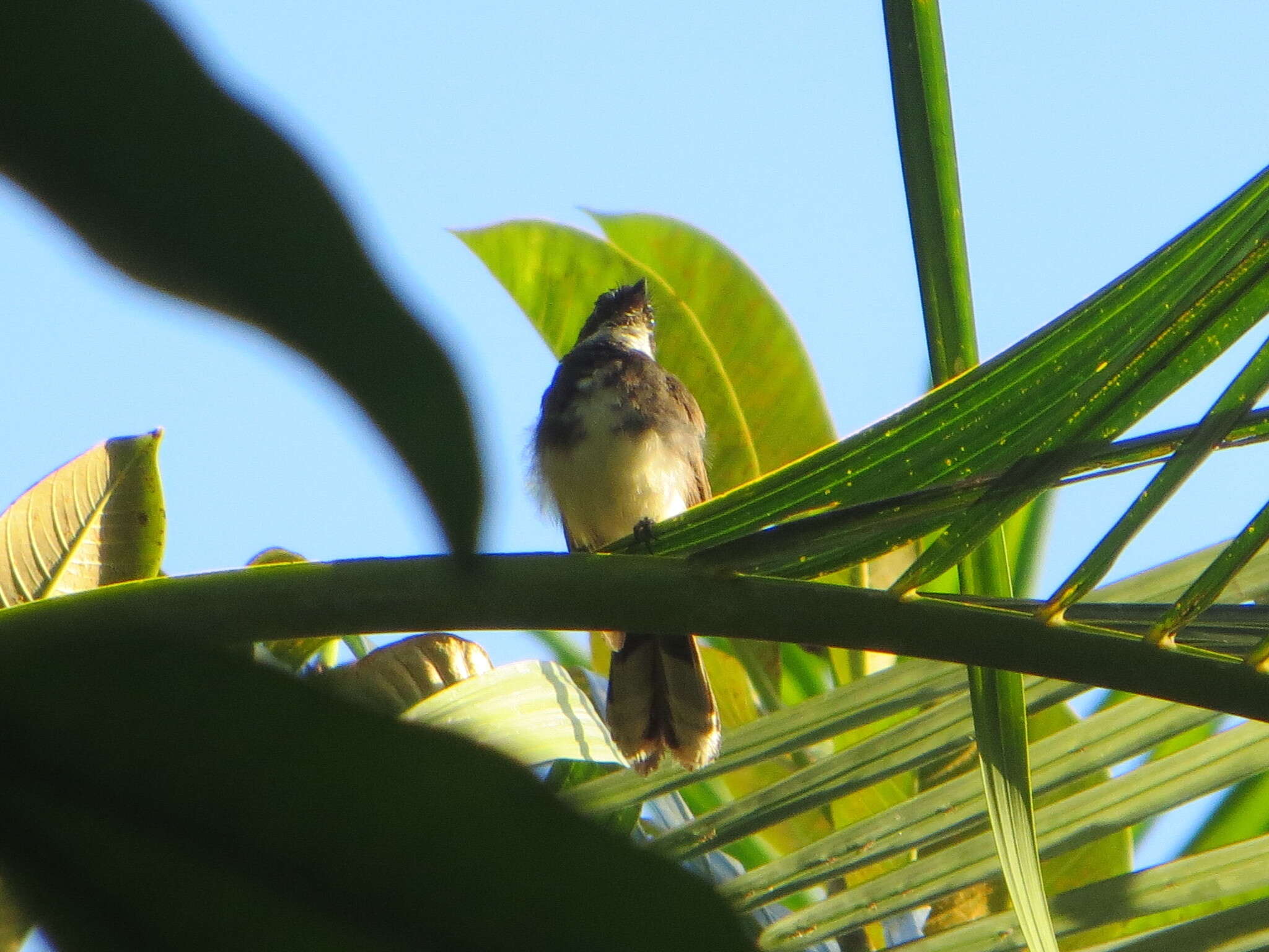 Image de Rhipidura javanica javanica (Sparrman 1788)