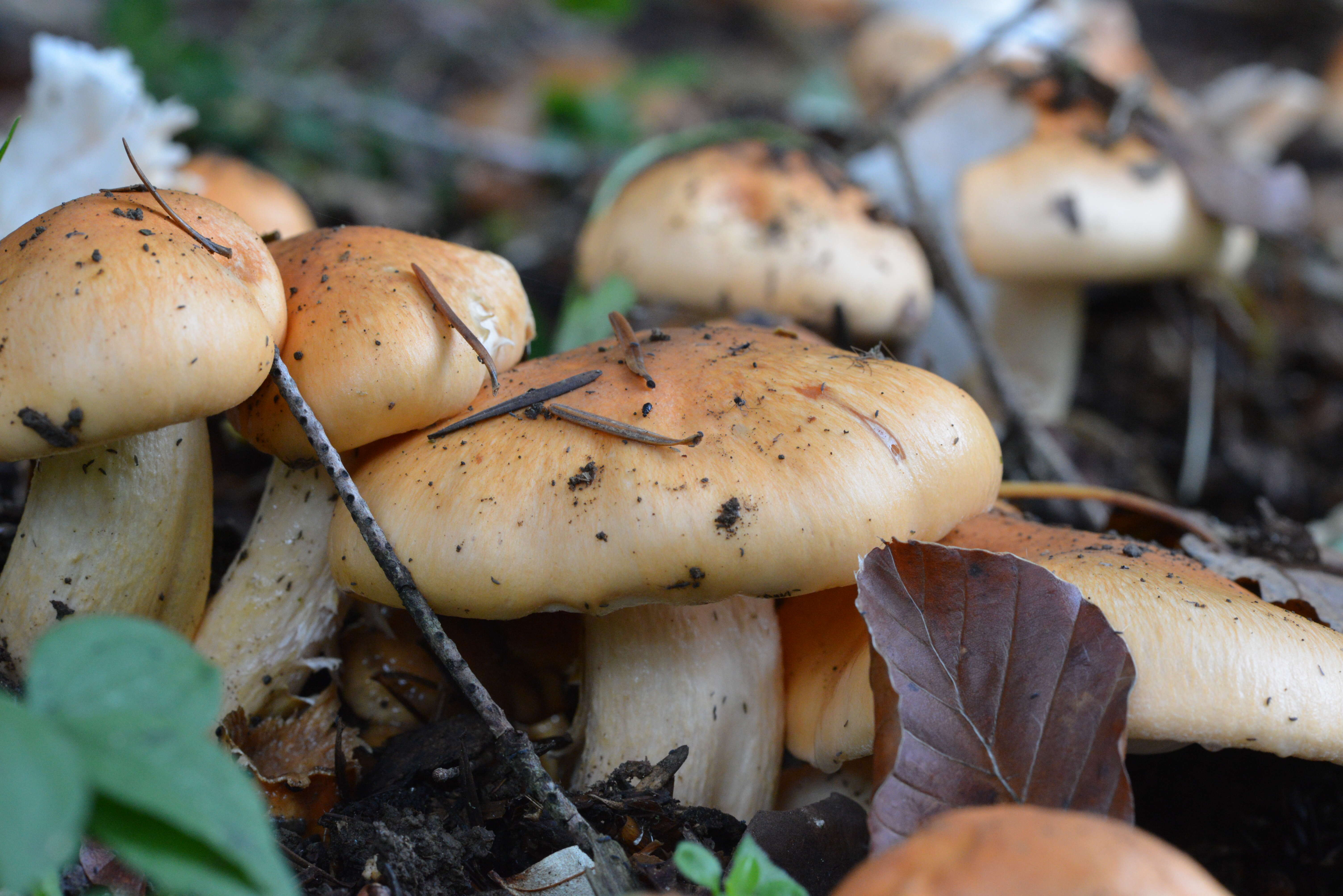 Image of Hygrophorus pudorinus (Fr.) Fr. 1836