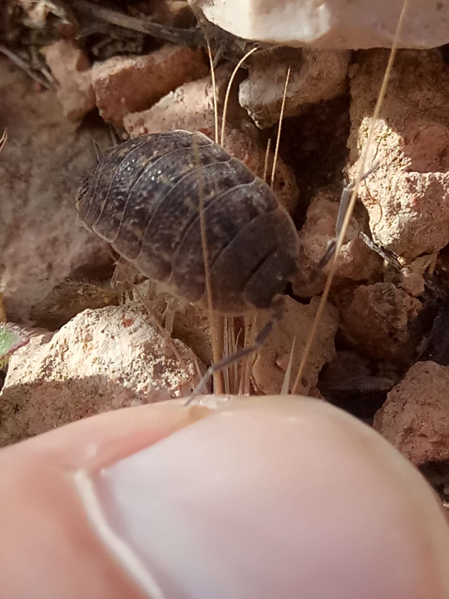 Image of Porcellio variabilis Lucas 1849