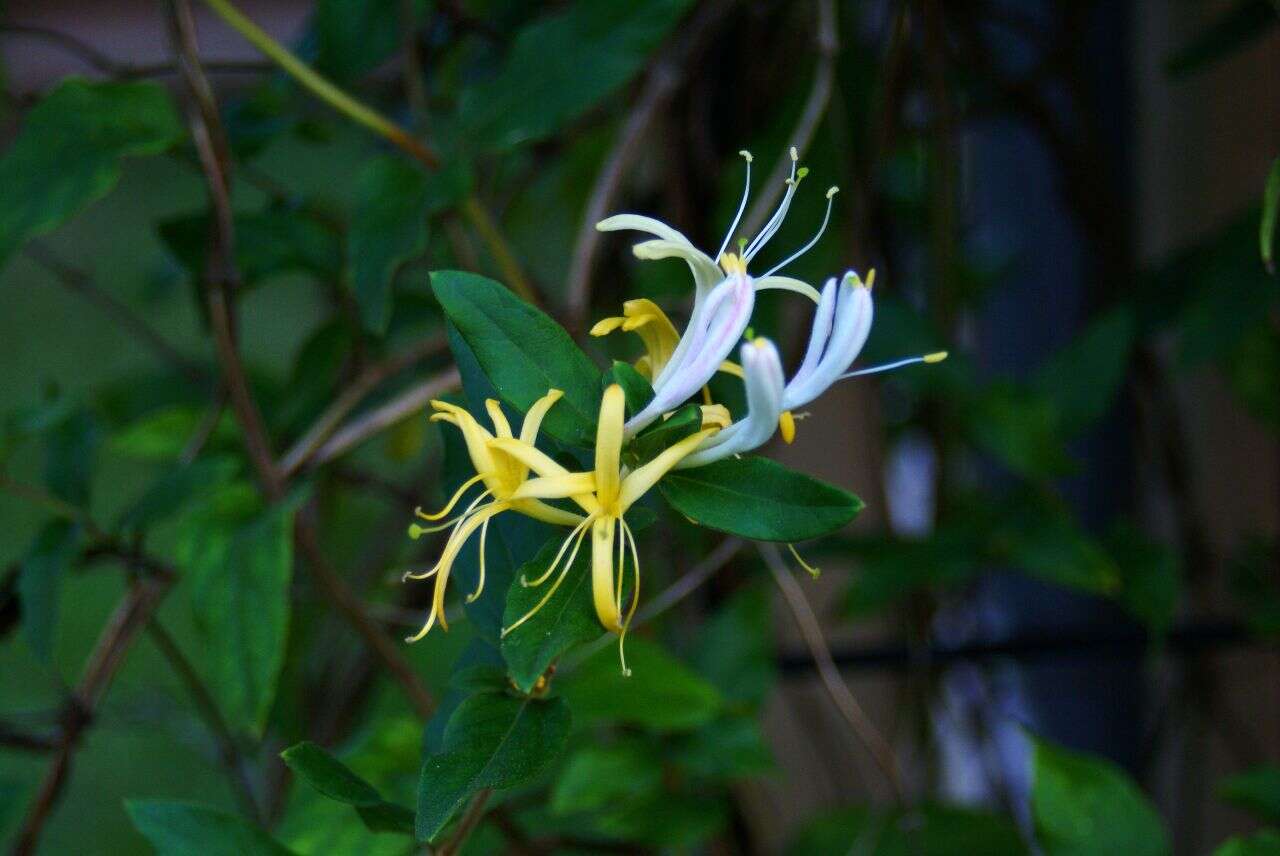 Imagem de Lonicera japonica Thunb.