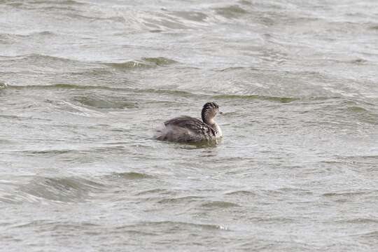 Image of Hoary-headed Grebe