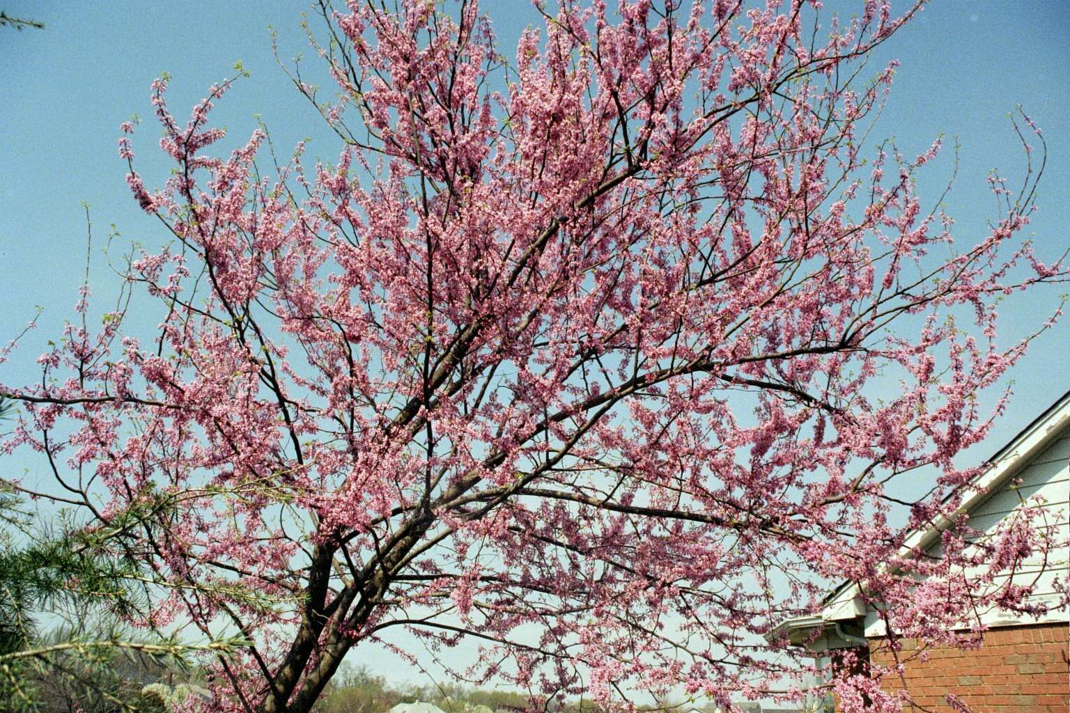 Image of eastern redbud