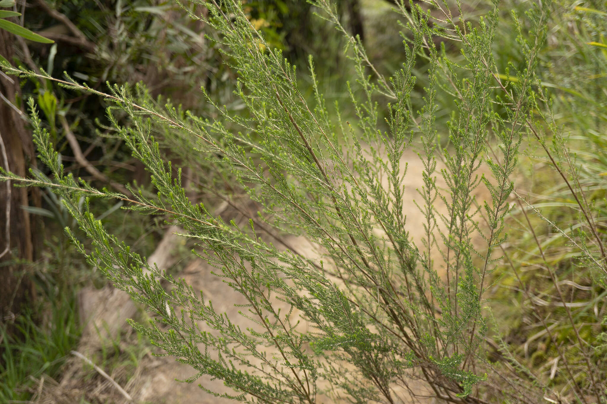 Image de Cassinia sifton Orchard