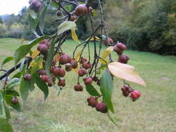 Image of Common spindle tree